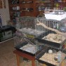 snoopy-pet-shop
