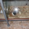 snoopy-pet-shop