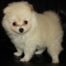 snoopy-pet-shop
