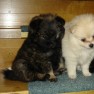 snoopy-pet-shop