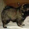snoopy-pet-shop