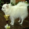snoopy-pet-shop