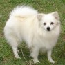 snoopy-pet-shop